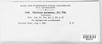 Claviceps purpurea image